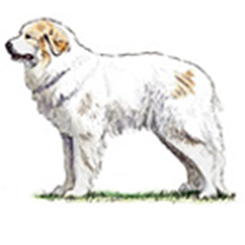 Pyranean Mountain Dog - Click Image to Close